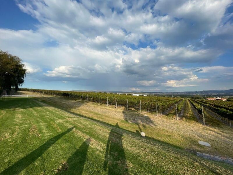 San Miguel De Allende: a Journey Through Vineyards - Boutique Winery Tour