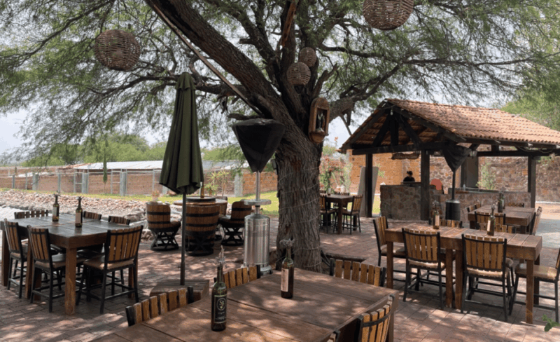 San Miguel De Allende: a Journey Through Vineyards - Customer Feedback and Reflections