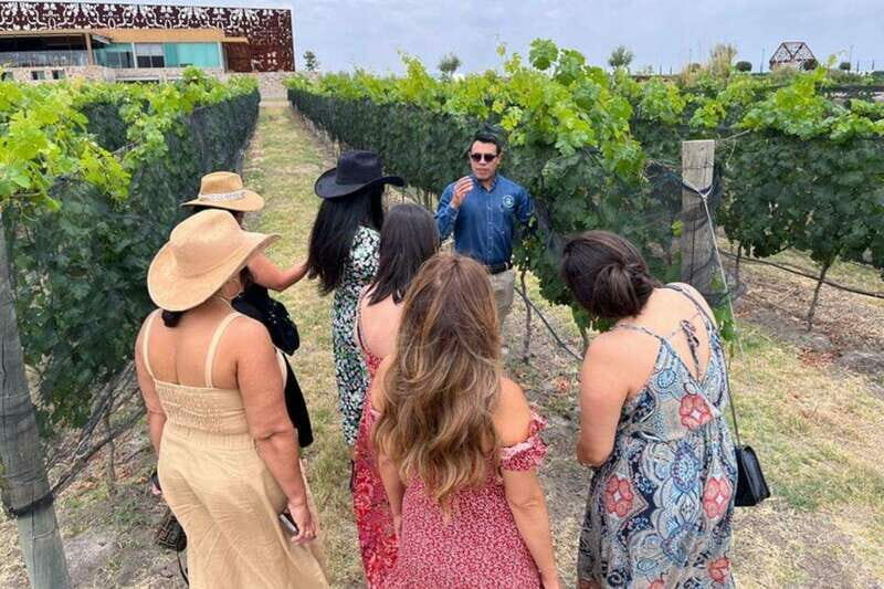 San Miguel de Allende: Local Vineyard Tour & Wine Tasting - An In-Depth Look at the Vineyard Experience