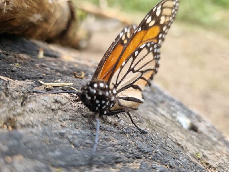 San Miguel De Allende: Monarch Butterfly Tour - Key Points