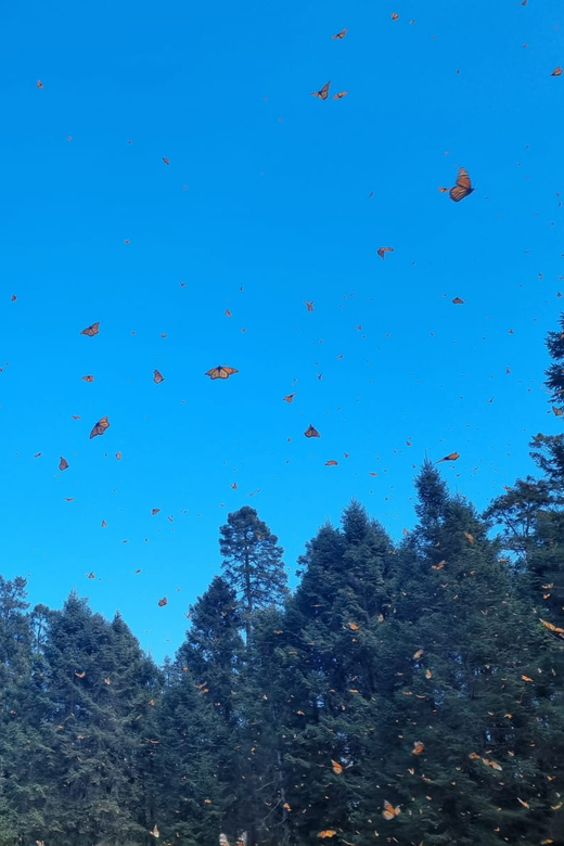San Miguel De Allende: Monarch Butterfly Tour - Monarch Butterfly Highlights