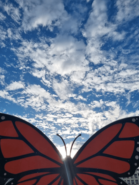 San Miguel De Allende: Monarch Butterfly Tour - Participant Restrictions