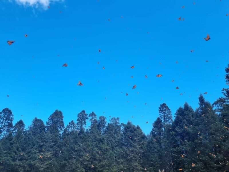 San Miguel De Allende: Monarch Butterfly Tour - Transportation Details
