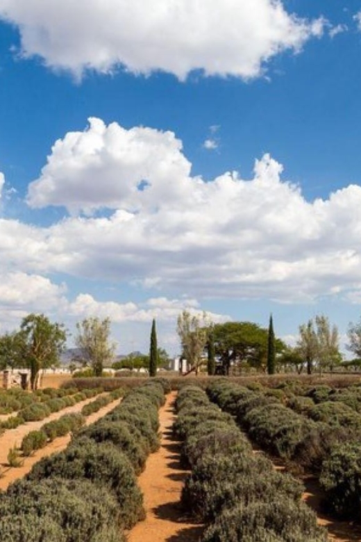San Miguel De Allende:Mineral De Pozos & Abandoned Mine Tour - Key Points