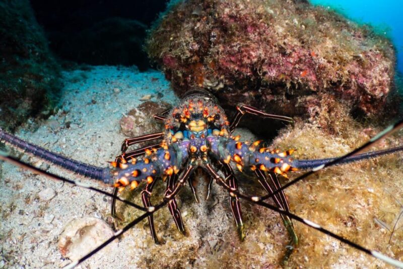 San Miguel De Cozumel: Open Water Scuba Diving Course - Instructor Expertise