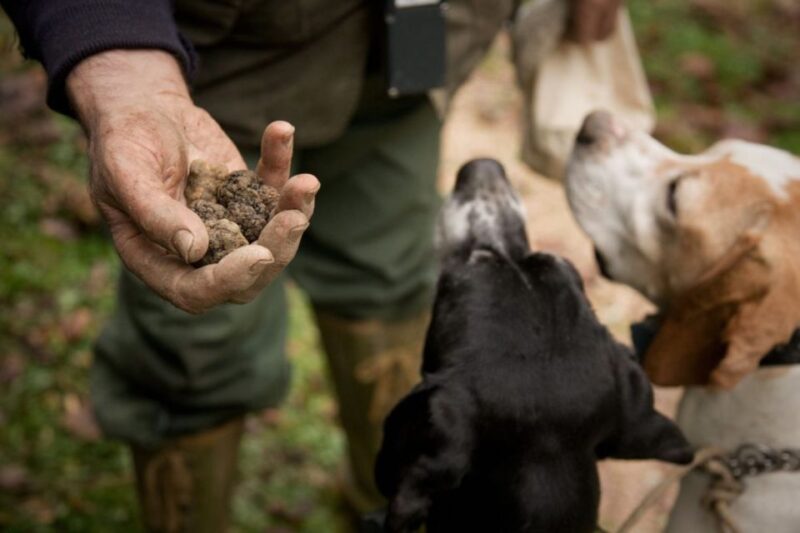 San Miniato: Truffle Hunting in The Tuscan Countryside - Experience Highlights