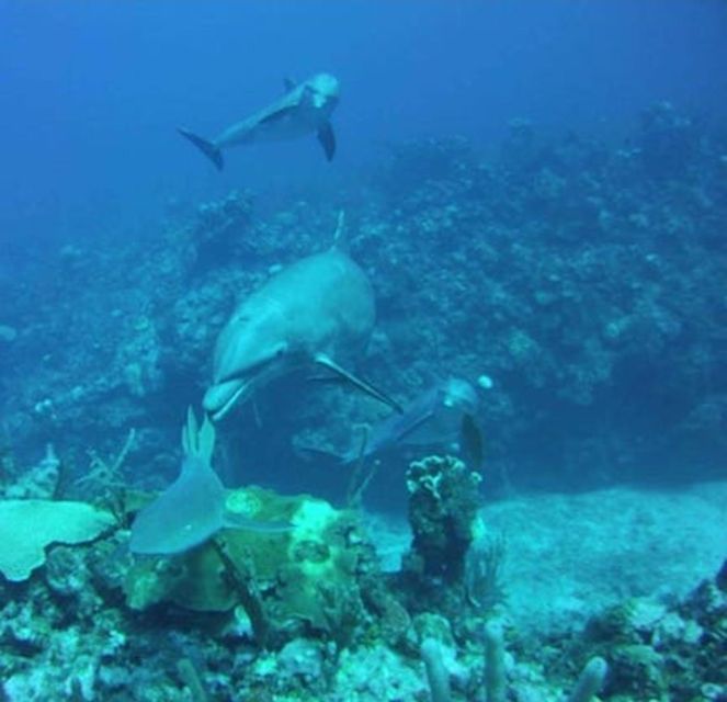 San Pedro, Belize Scuba Diving - Participant Requirements and Recommendations