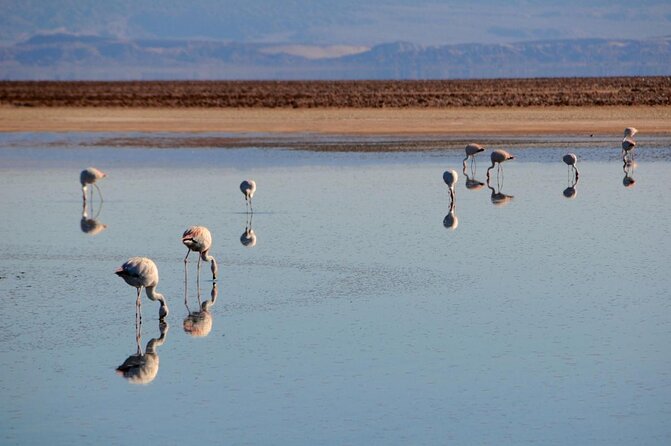 San Pedro De Atacama, Laguna De Chaxa and Toconao - Half Day - Key Points