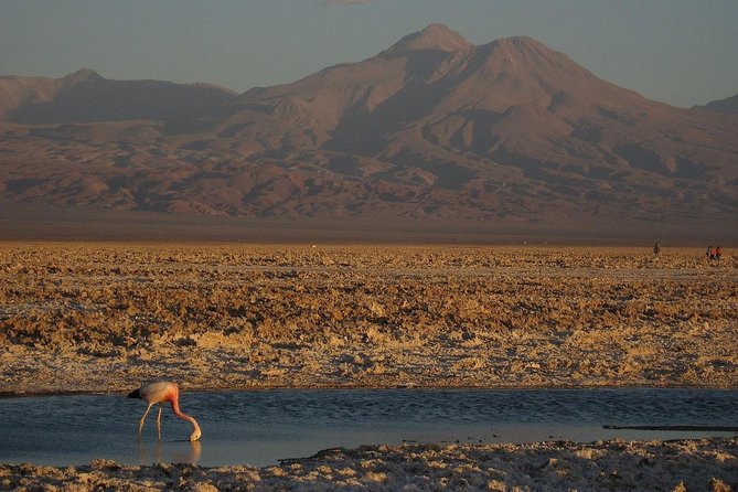 San Pedro De Atacama, Laguna De Chaxa and Toconao - Half Day - Discovering Toconao Village