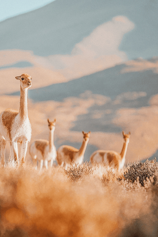 San Pedro De Atacama: Tatio Geysers and Machuca Tour - Andean Exploration