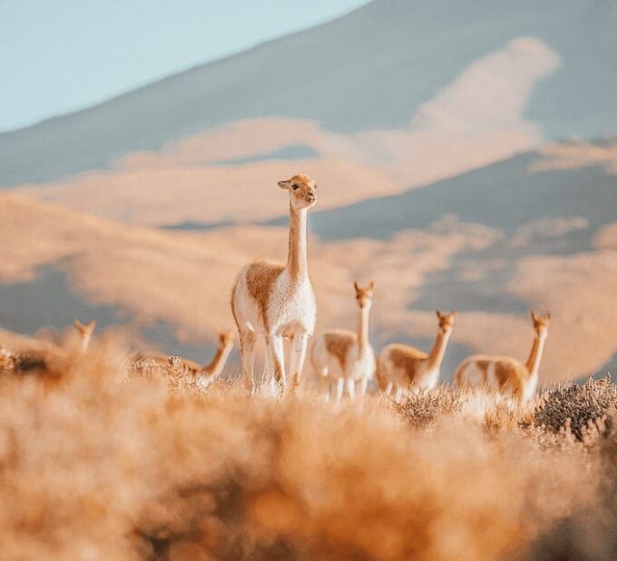 San Pedro De Atacama: Tatio Geysers and Machuca Tour - Frequently Asked Questions