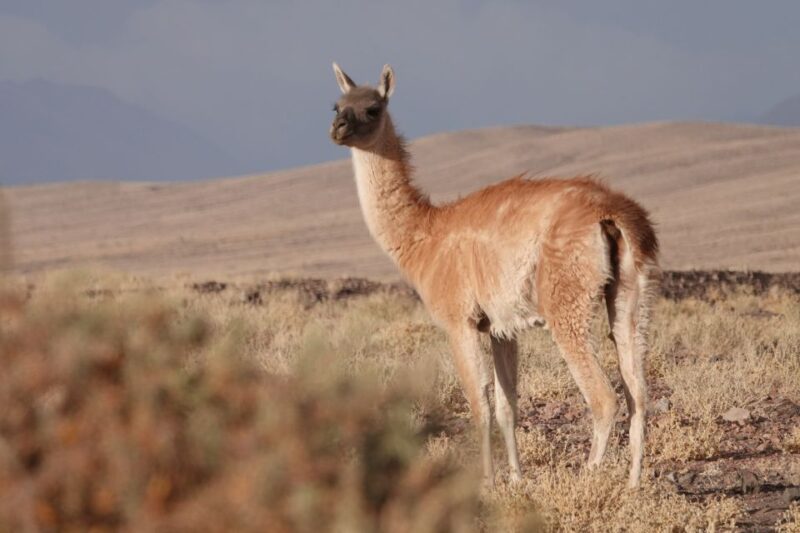 San Pedro De Atacama: Wildlife Safari and Photography Tour - Experience Highlights