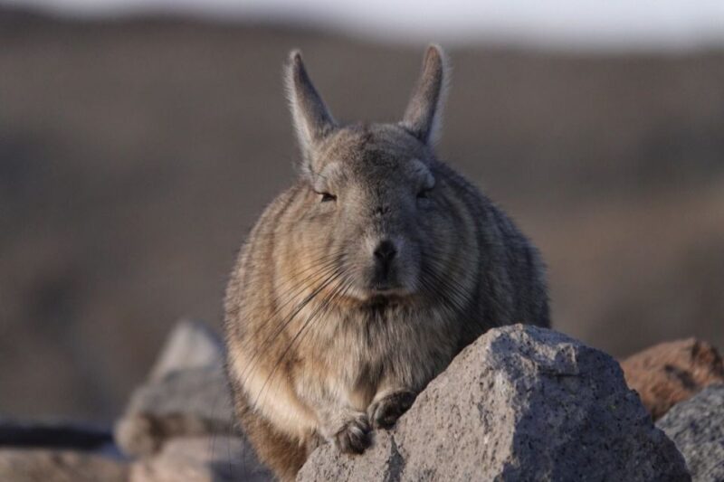 San Pedro De Atacama: Wildlife Safari and Photography Tour - Itinerary