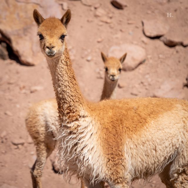 San Pedro De Atacama: Wildlife Safari and Photography Tour - Inclusions