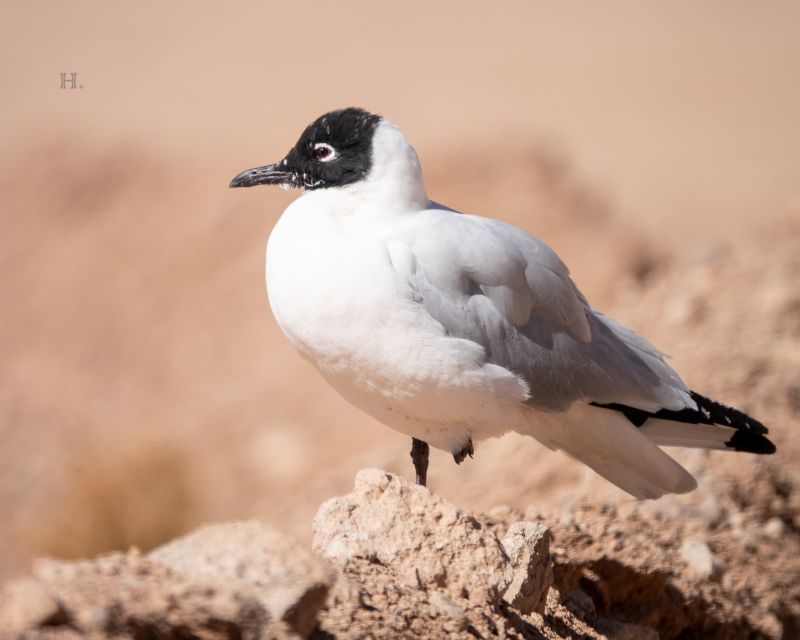 San Pedro De Atacama: Wildlife Safari and Photography Tour - Important Information
