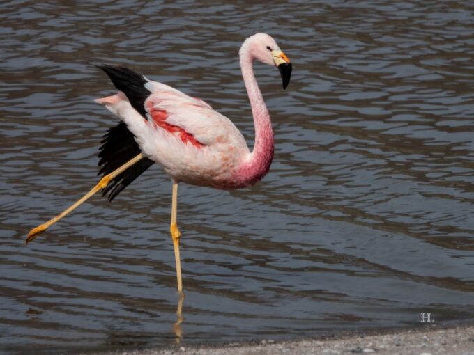 San Pedro De Atacama: Wildlife Safari and Photography Tour - Customer Reviews