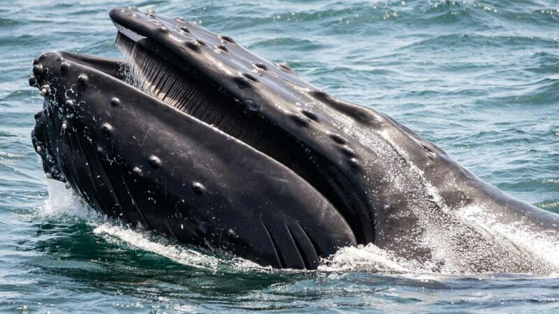 San Pedro: West Harbor LA Dolphin & Whale Watching Cruise - Setting Sail from San Pedro