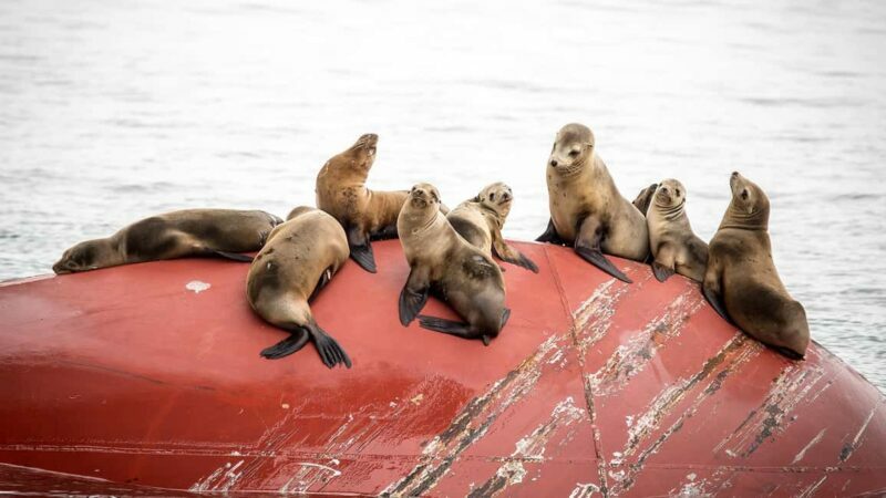 San Pedro: West Harbor LA Dolphin & Whale Watching Cruise - The Cost and Value