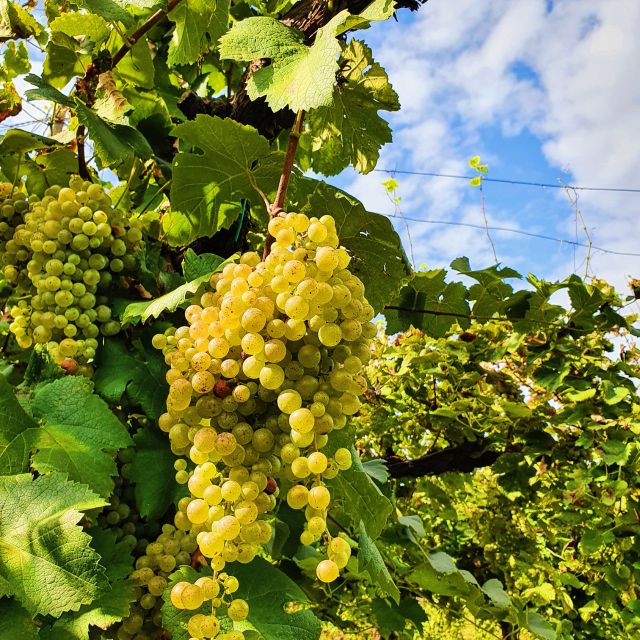 San Pietro Di Feletto: Vineyard Tour With Cellar Visit - Guided Tour of Mani Sagge