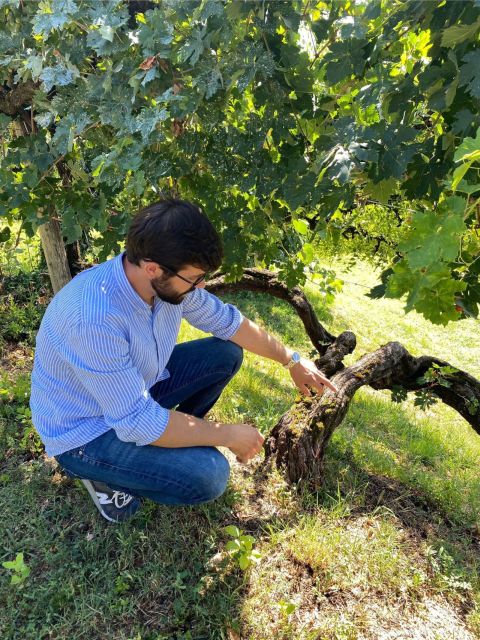 San Pietro Di Feletto: Vineyard Tour With Cellar Visit - Customer Reviews and Feedback