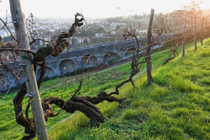 San Pietro Di Feletto: Vineyard Tour With Cellar Visit - Frequently Asked Questions