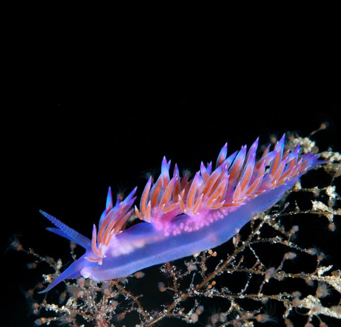 San Teodoro: Diving in the Marine Protected Area of Tavolara - Key Points