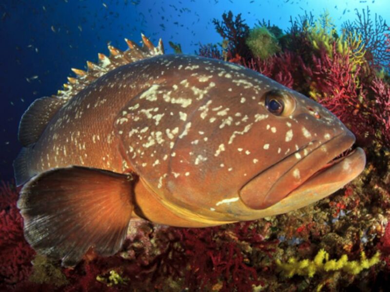 San Teodoro: Diving in the Marine Protected Area of Tavolara - Marine Life Encounters