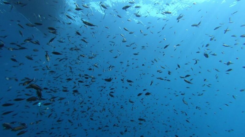 San Teodoro: Diving in the Marine Protected Area of Tavolara - Included Amenities