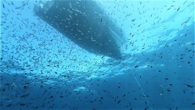 San Teodoro: Diving in the Marine Protected Area of Tavolara - Frequently Asked Questions