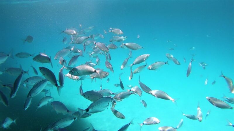 San Teodoro: Snorkeling in Molara - Equipment and Inclusions