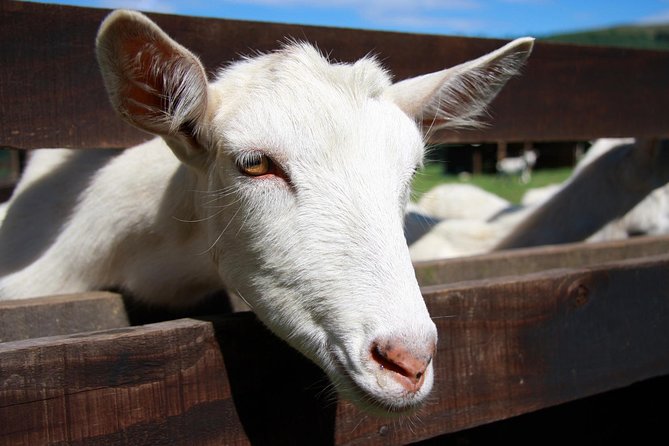 Sancerre & Pouilly-Fumé Wine Tour With Local Goats Cheese and the River Loire - Itinerary Highlights