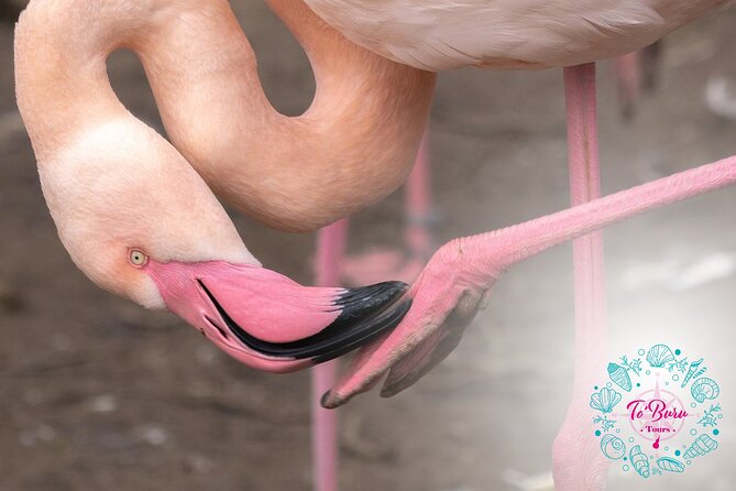 Sanctuary Los Flamingos Tour - Key Points