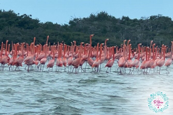 Sanctuary Los Flamingos Tour - Encounter With Flamingos
