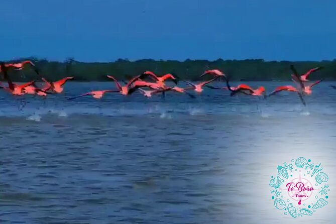 Sanctuary Los Flamingos Tour - Guajira Lunch Adventure