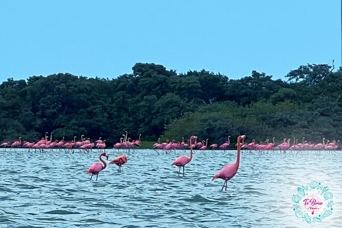Sanctuary Los Flamingos Tour - Pickup and Meeting Point