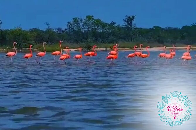 Sanctuary Los Flamingos Tour - Tour Accessibility