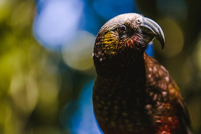 Sanctuary Mountain (Mt Maungatautari) & Waitomo Luxury Day Tour From Auckland - Transportation
