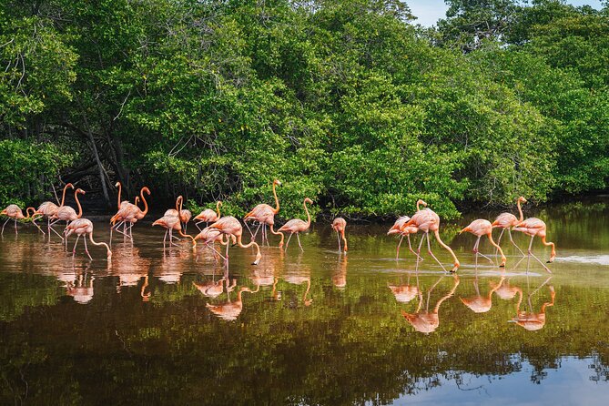 Sanctuary of Flamingos Day Tour - Inclusions and Amenities