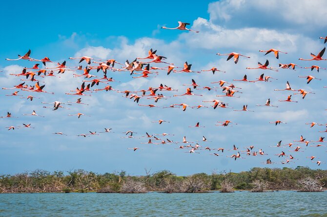 Sanctuary of Flamingos Day Tour - Exploring the Sanctuary
