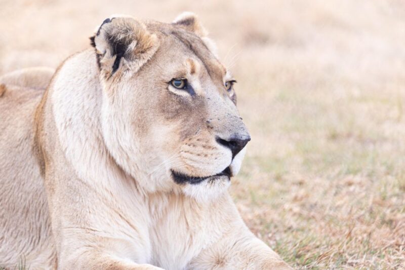 Sanctuary Tour - About LIONSROCK Big Cat Sanctuary