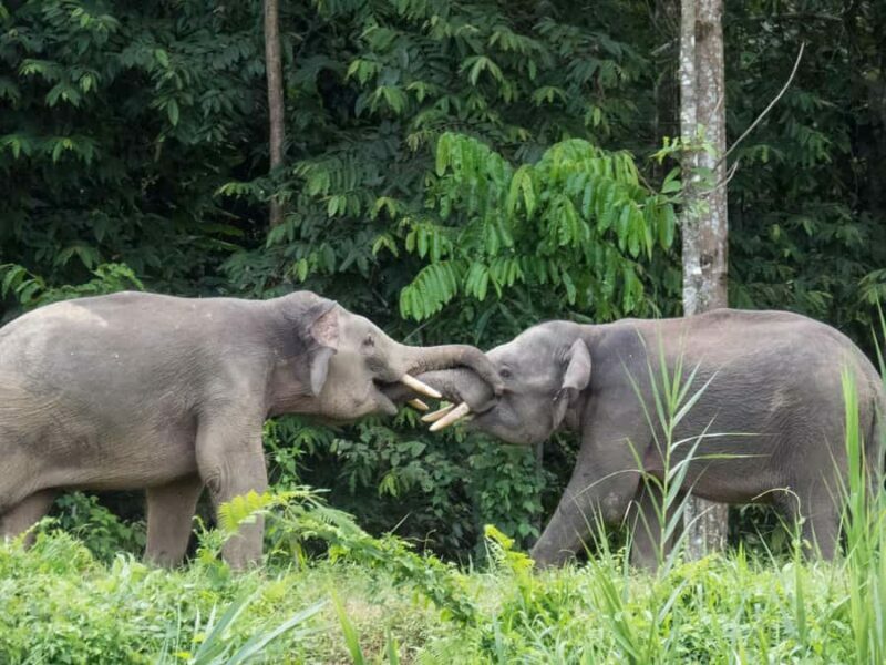 Sandakan: 2-Day Kinabatangan River Wildlife Tour & Cave - Exploring the 2-Day Kinabatangan Rainforest Experience