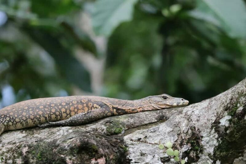 Sandakan: 2-Day Kinabatangan River Wildlife Tour & Cave - Final Thoughts
