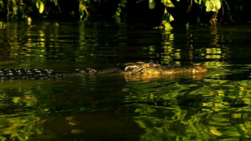 Sandakan: 2 Days 1 Night Bilit, Kinabatangan River Wildlife - Key Points