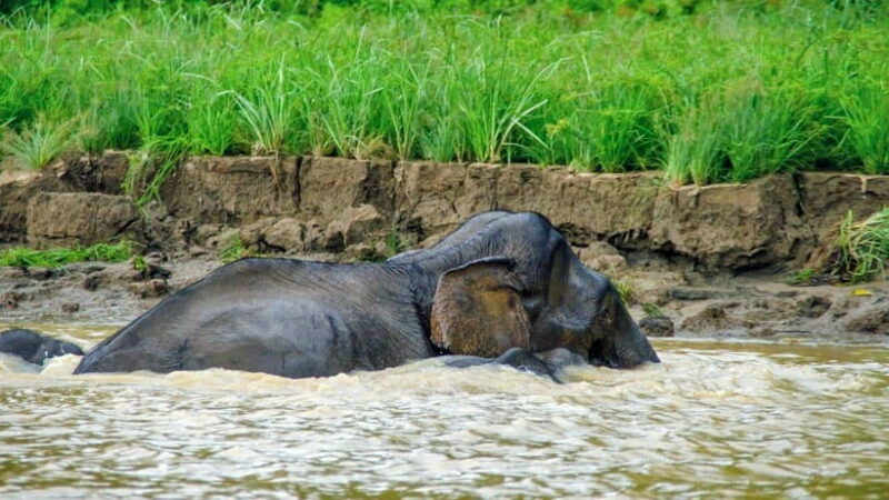 Sandakan: 2 Days 1 Night Bilit, Kinabatangan River Wildlife - An In-Depth Look at the Experience