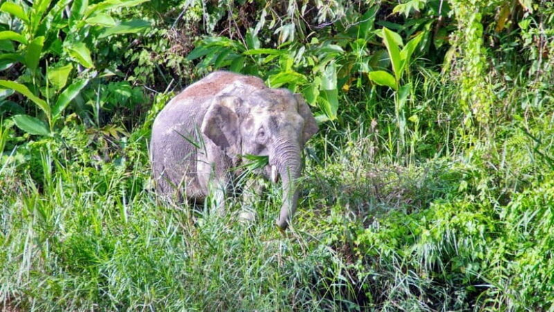 Sandakan: 2 Days 1 Night Bilit, Kinabatangan River Wildlife - Why the Tour Offers Good Value