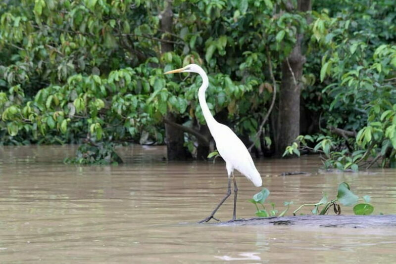 Sandakan: 3D2N The Wild Heart of Borneo River Secrets - Wildlife Cruises: Four Chances to Spot Nature’s Hidden Gems