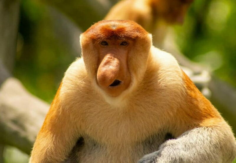 Sandakan: 3D2N The Wild Heart of Borneo River Secrets - Rainforest Walks and Micro-Encounters