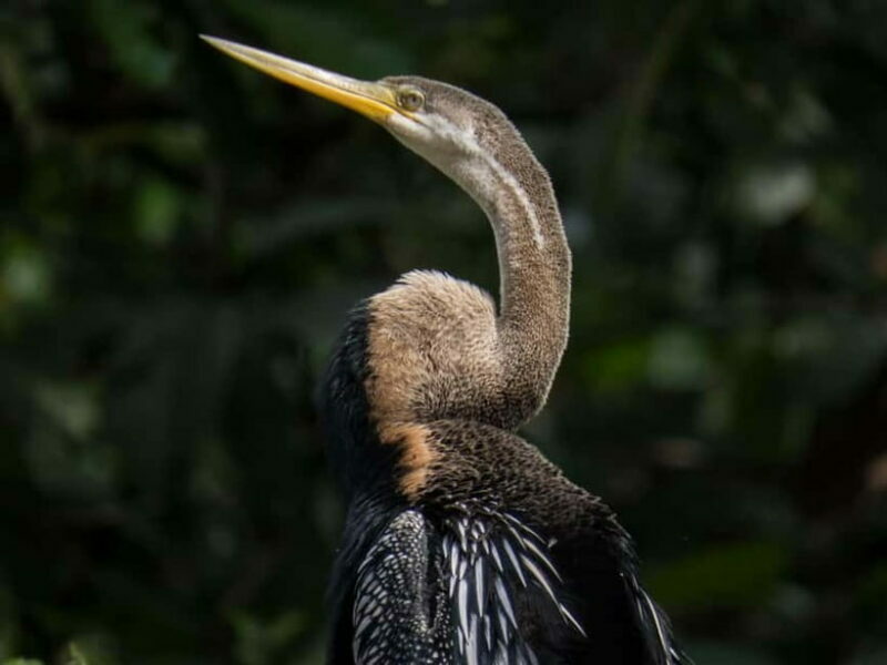 Sandakan: 3D2N The Wild Heart of Borneo River Secrets - Evening and Night Safari: The Jungle After Dark