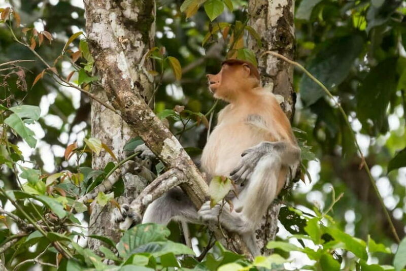 Sandakan: 3D2N The Wild Heart of Borneo River Secrets - The Final Morning Safari