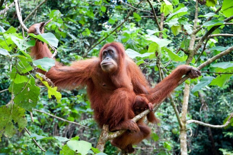 Sandakan: Kinabatangan River Wildlife Cruise With Lunch - Customer Feedback